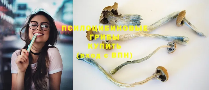 Псилоцибиновые грибы Psilocybe  цена   Воркута 